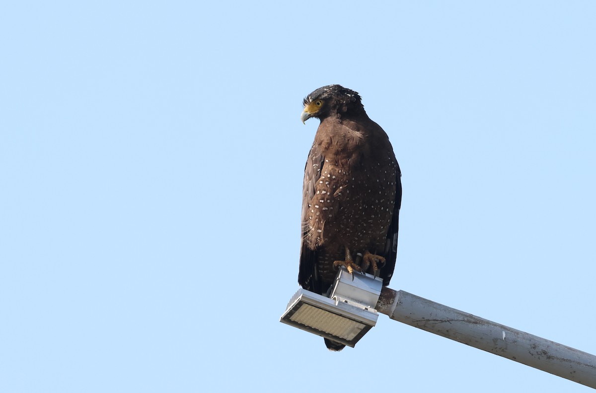 Crested Serpent-Eagle - ML646041248