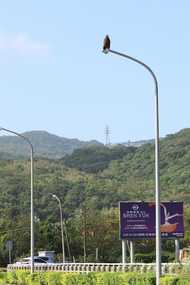 Crested Serpent-Eagle - ML646041250