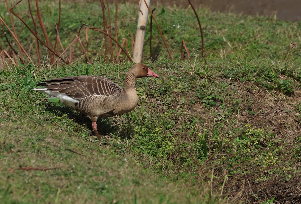 Graylag Goose - ML646041268