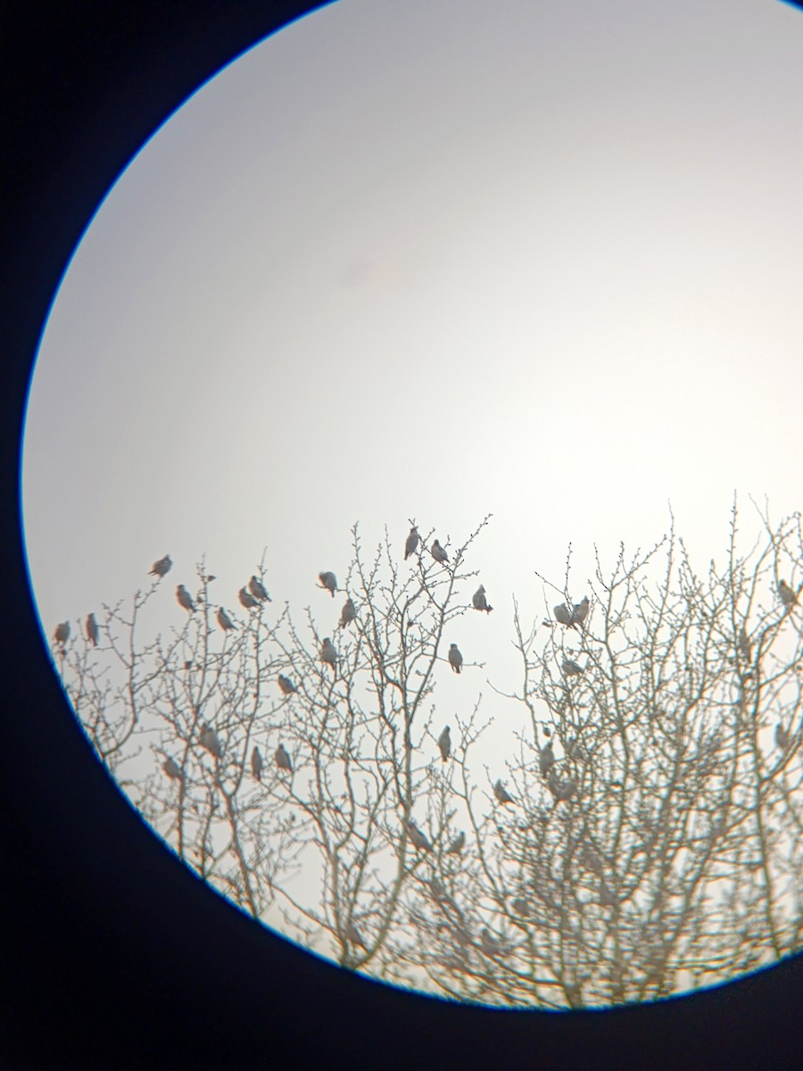 黃連雀 - ML646041270