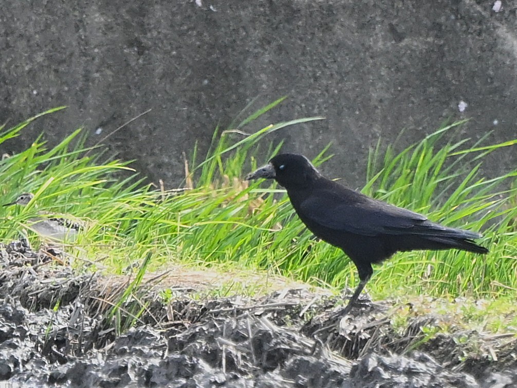 Ekin Kargası - ML646041287