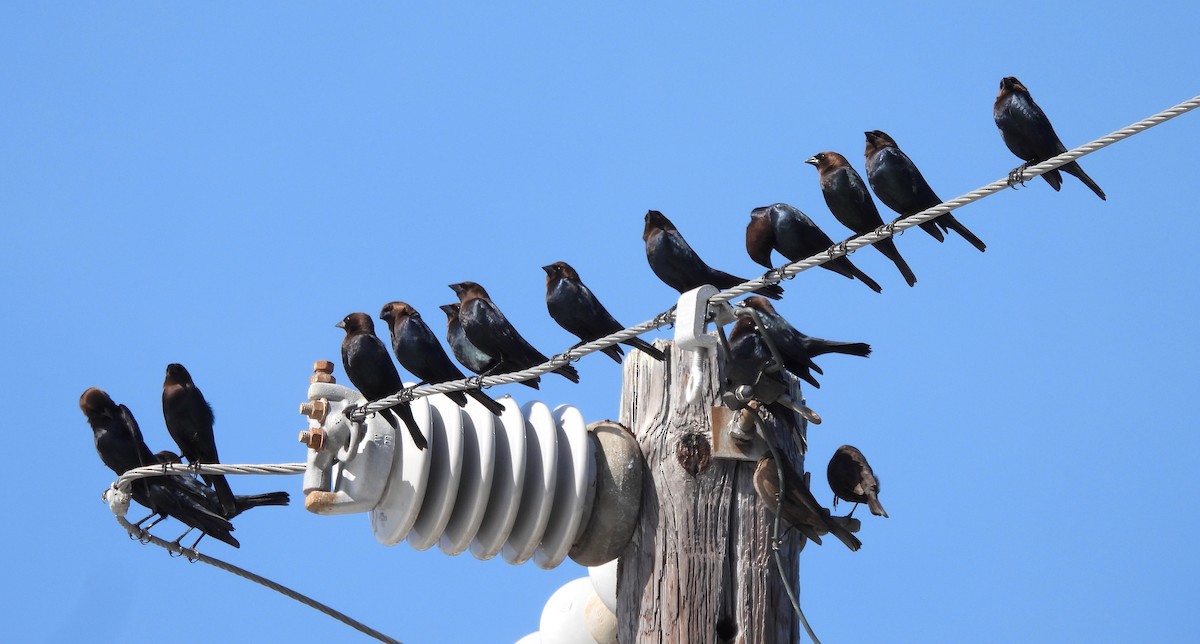 Brown-headed Cowbird - ML646041291