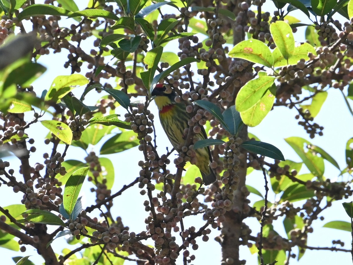 Coppersmith Barbet - ML646041292