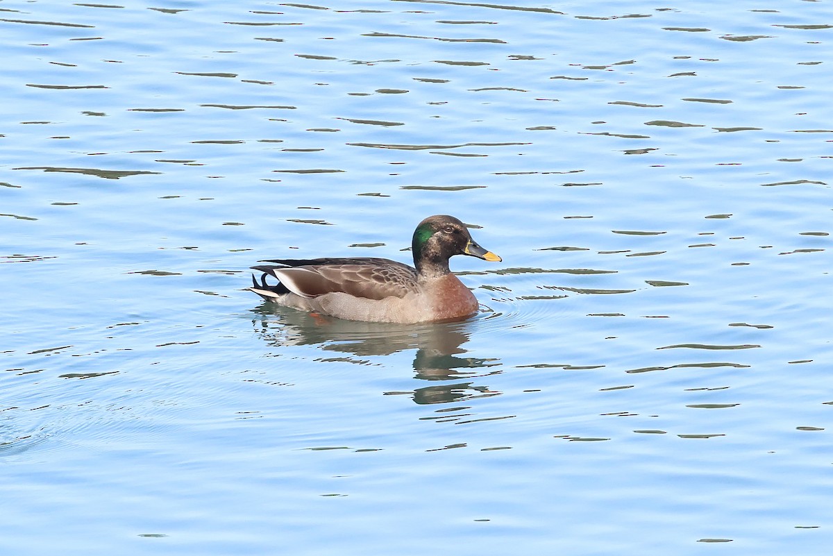 Mallard (Domestic type) - ML646041294