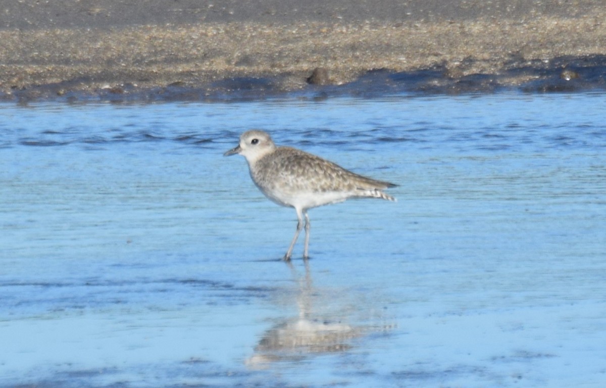 חופזי מנומר - ML646041296
