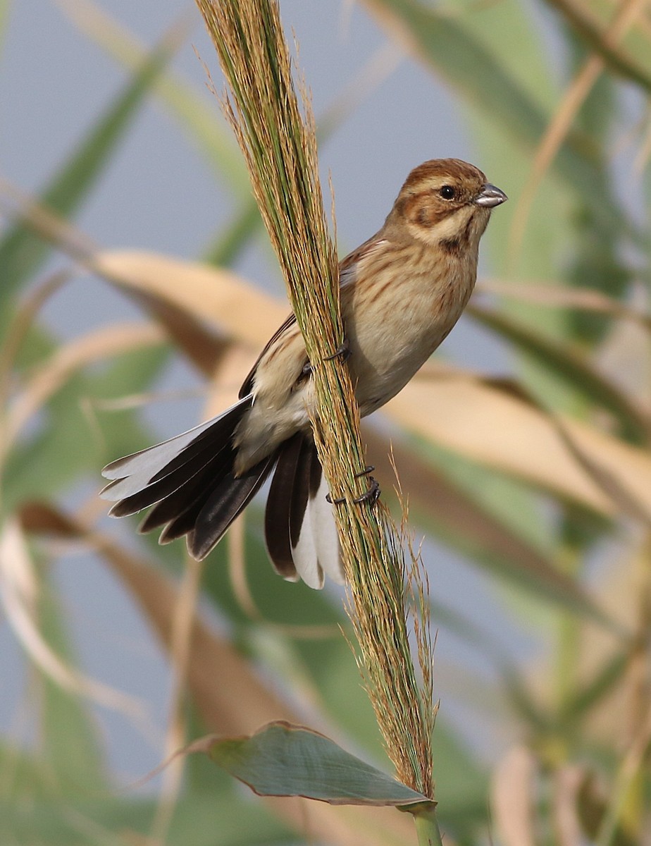 Reed Bunting - ML646041298