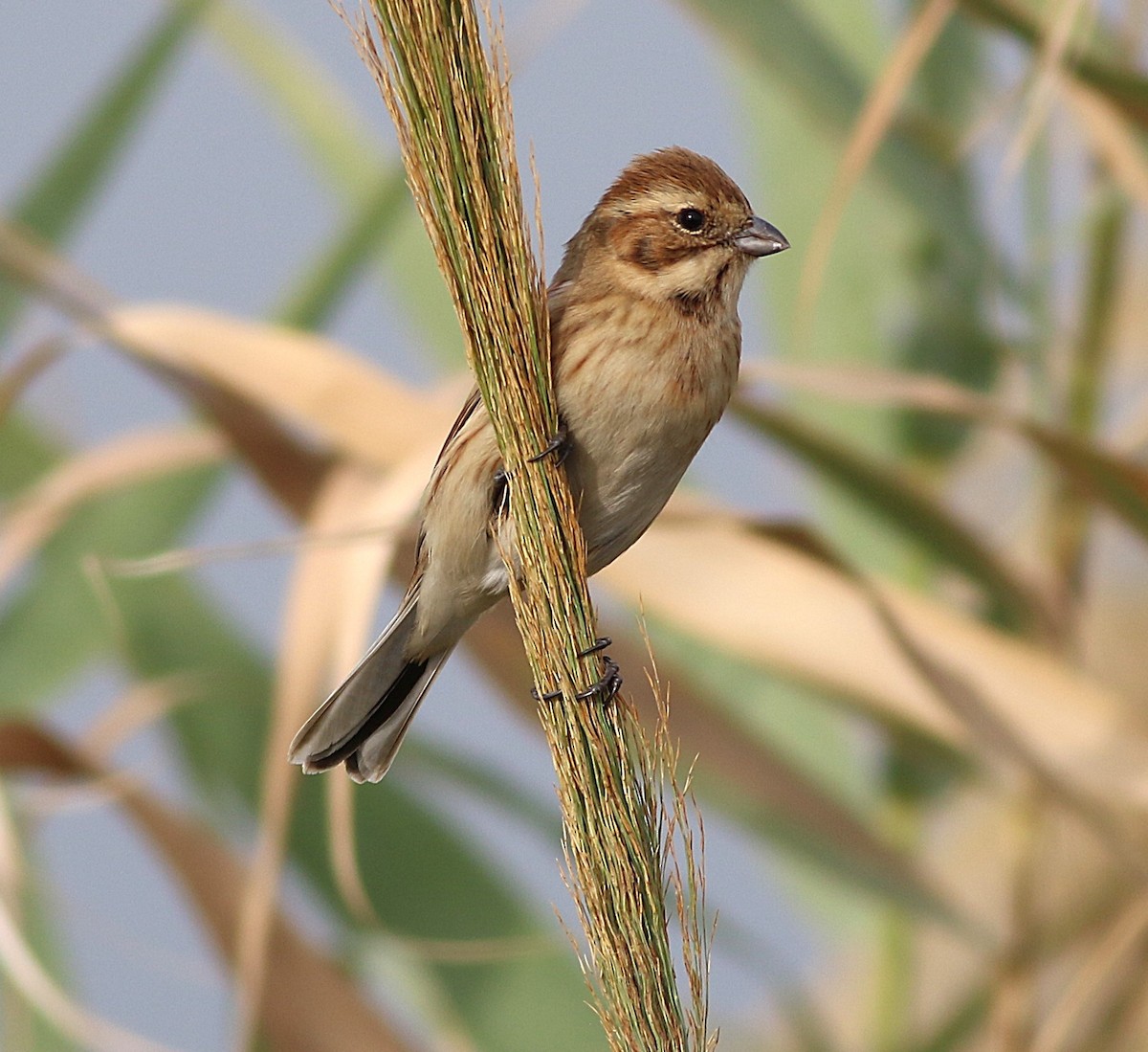 Reed Bunting - ML646041299