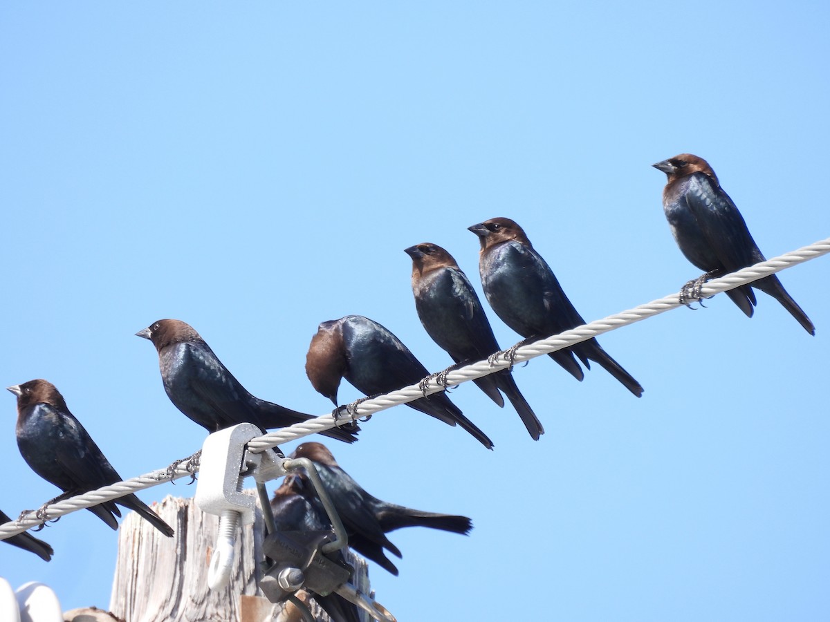 Brown-headed Cowbird - ML646041300
