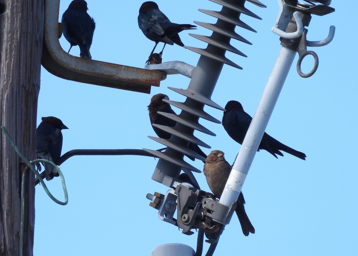 Brown-headed Cowbird - ML646041301