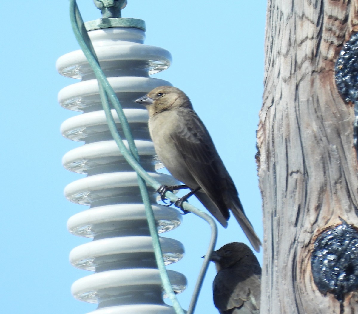 Brown-headed Cowbird - ML646041317