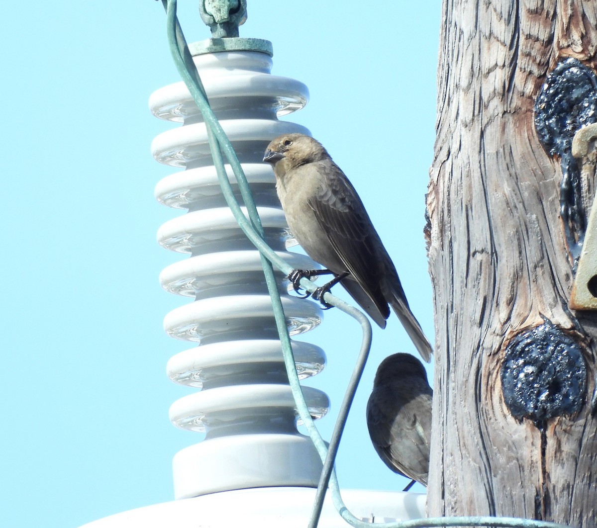 Brown-headed Cowbird - ML646041325