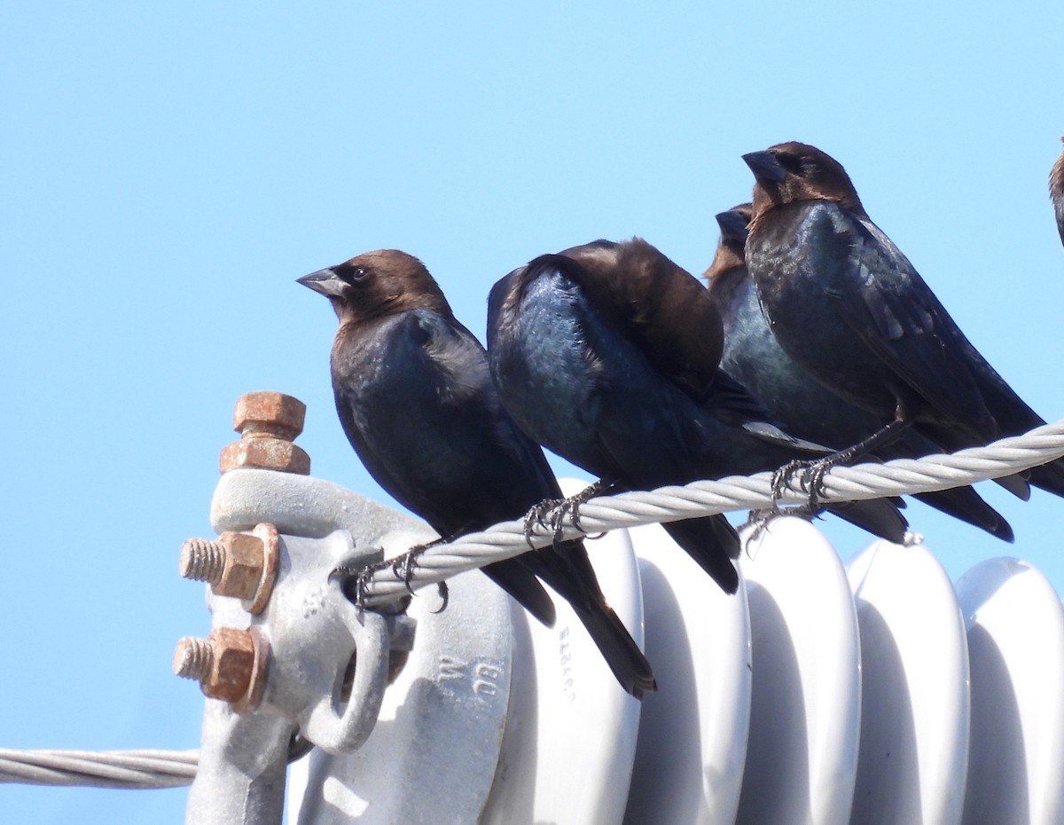 Brown-headed Cowbird - ML646041328