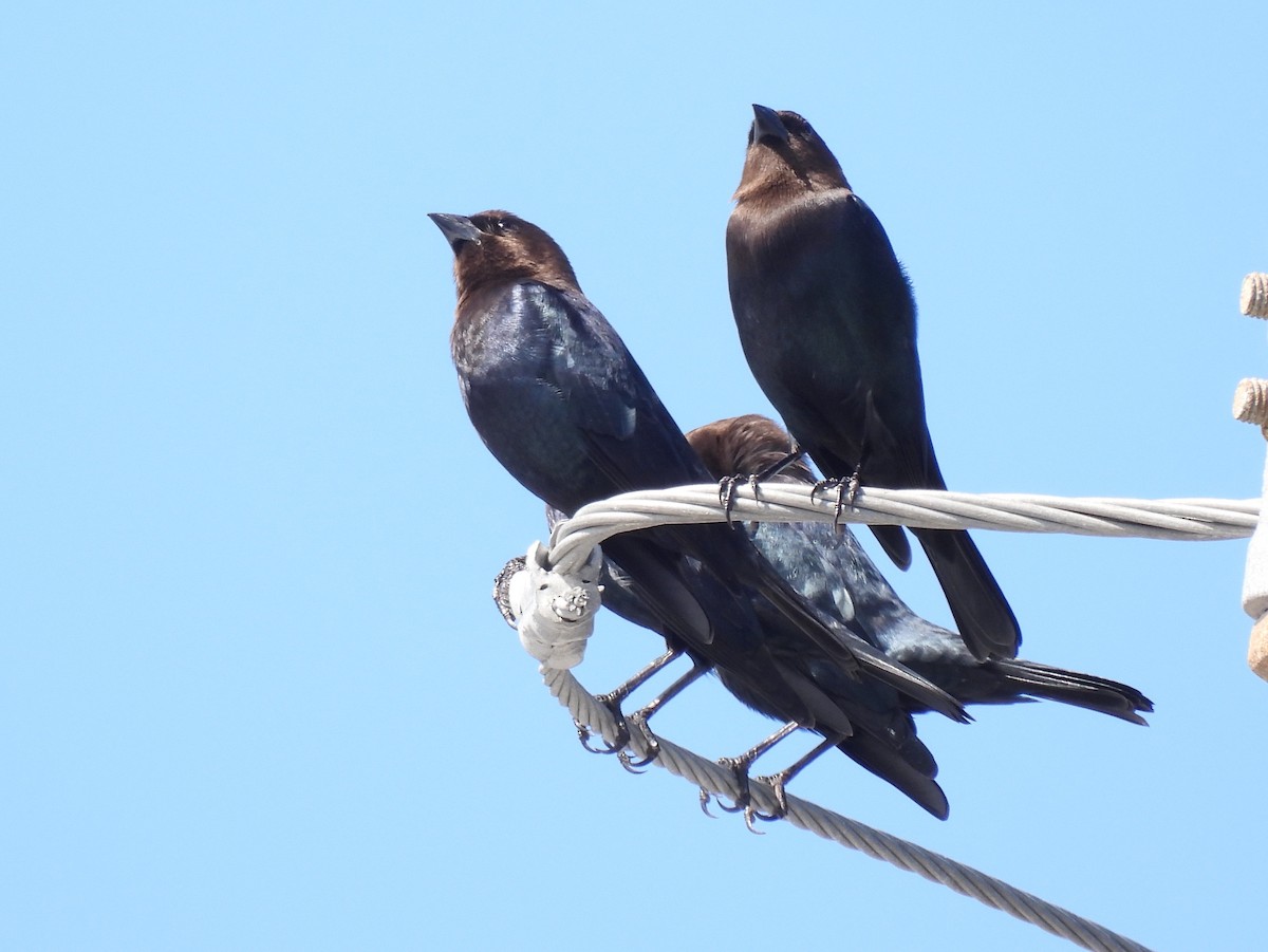 Brown-headed Cowbird - ML646041330