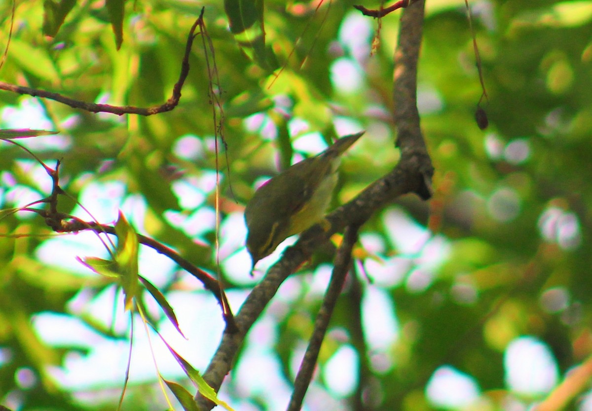 Вівчарик жовточеревий - ML646041331