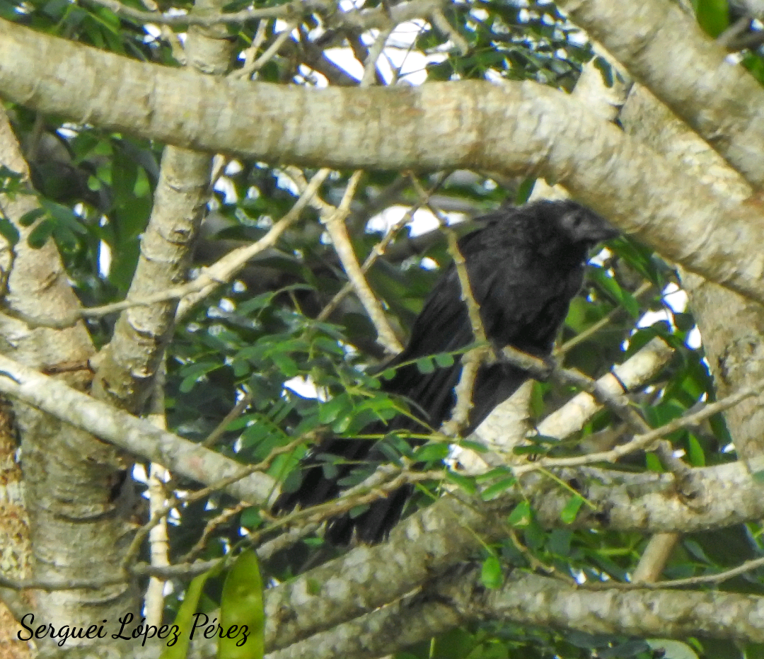 Ані товстодзьобий - ML646041334