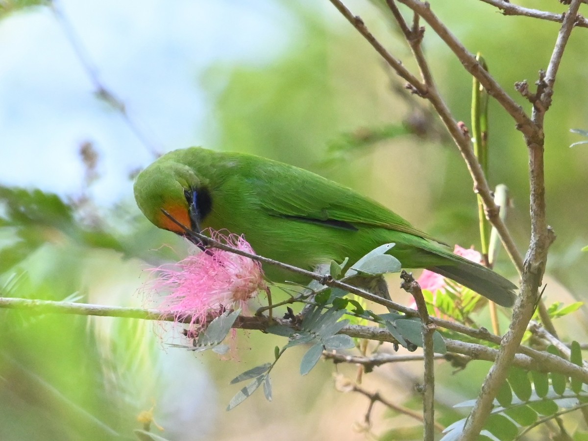 gyllenpannebladfugl - ML646041339