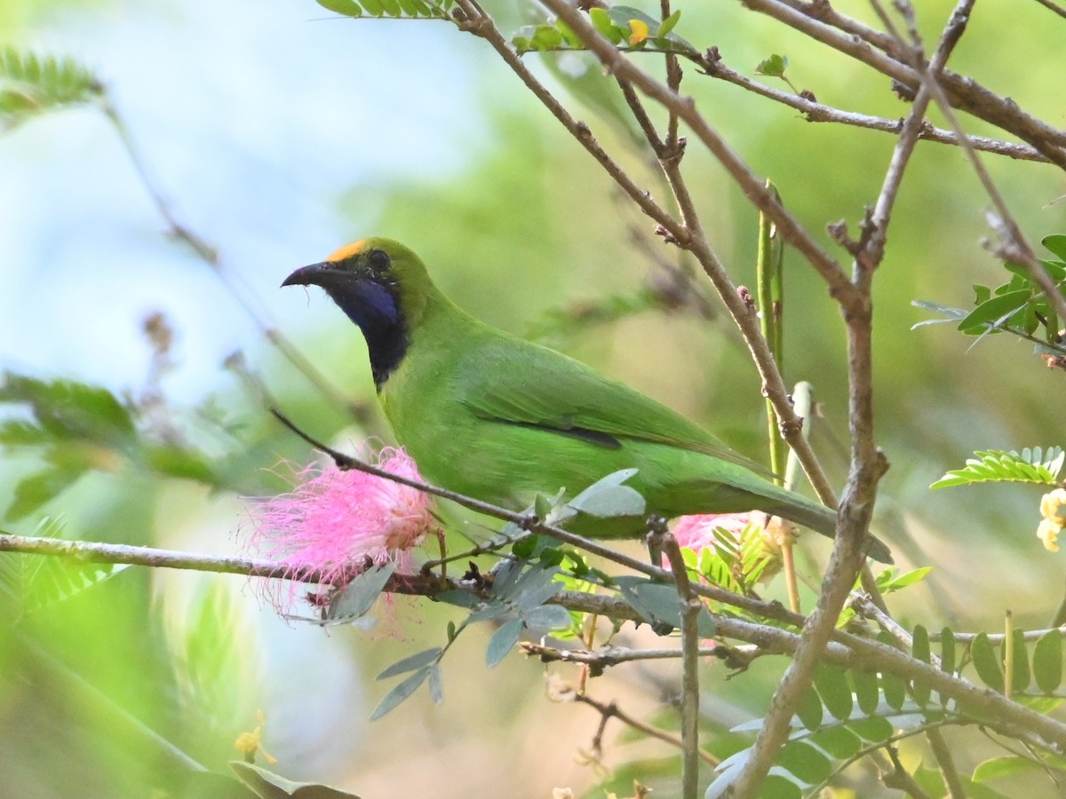 gyllenpannebladfugl - ML646041343