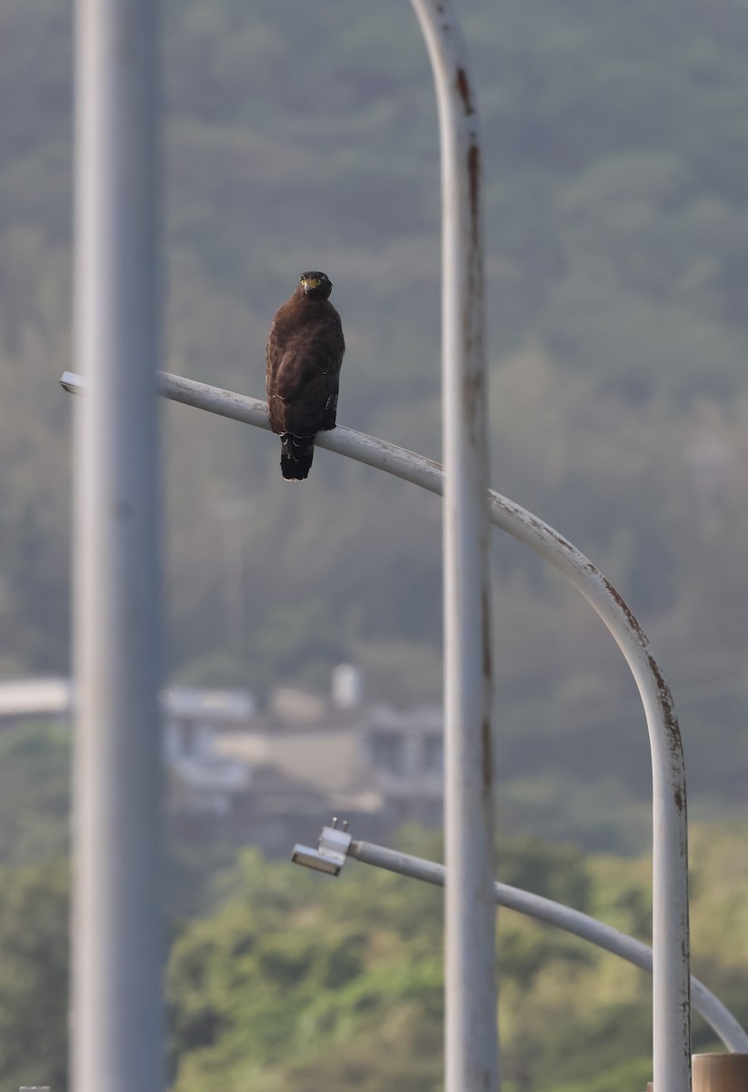 Crested Serpent-Eagle - ML646041344
