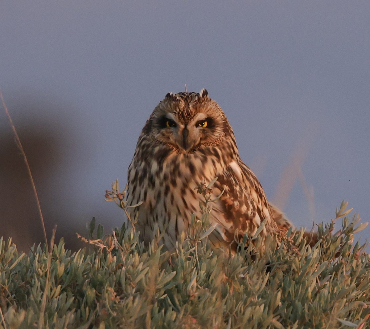 Short-eared Owl - ML646041345