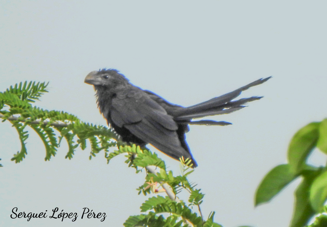 Ані товстодзьобий - ML646041349