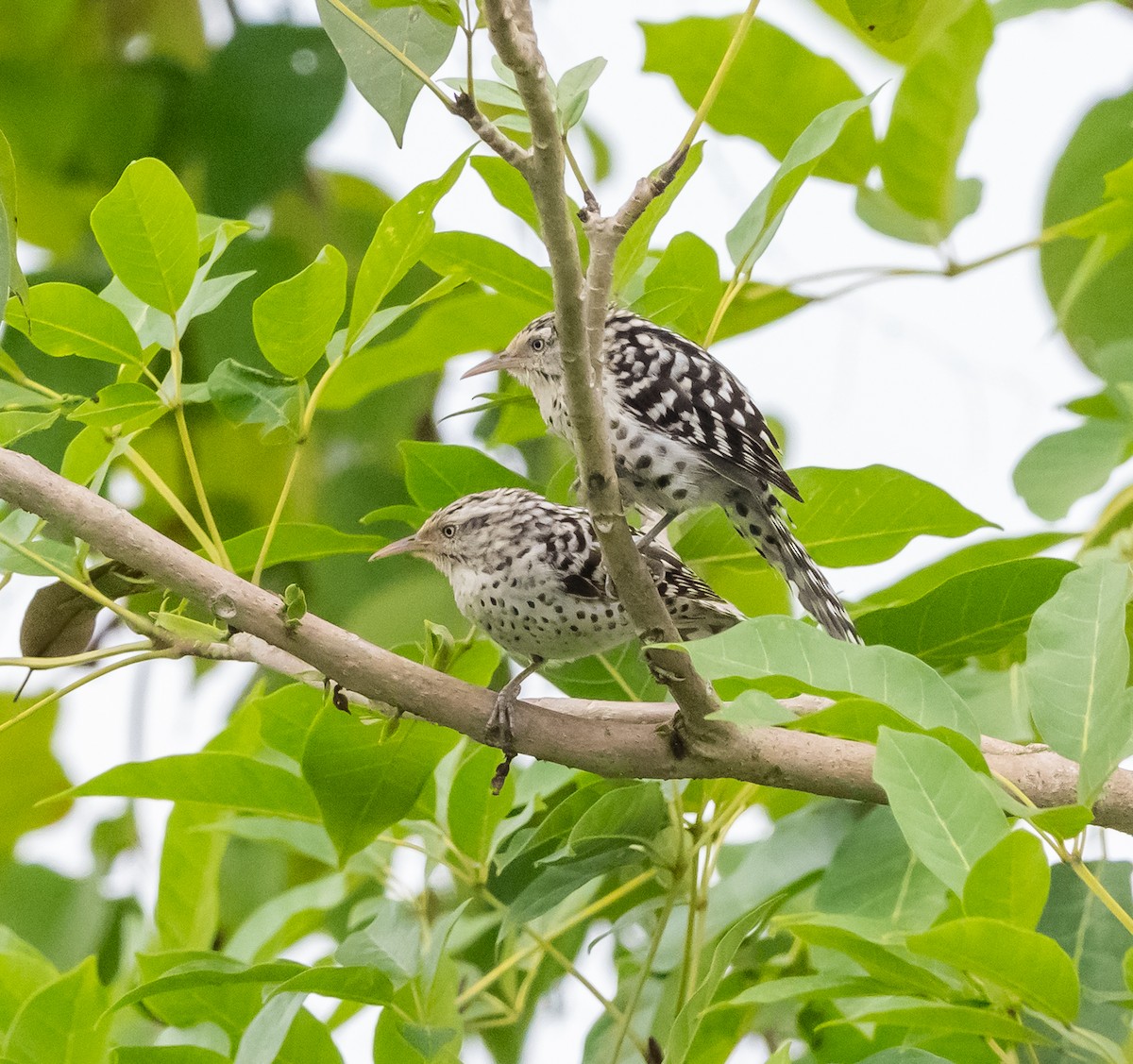 střízlík venezuelský - ML646041356