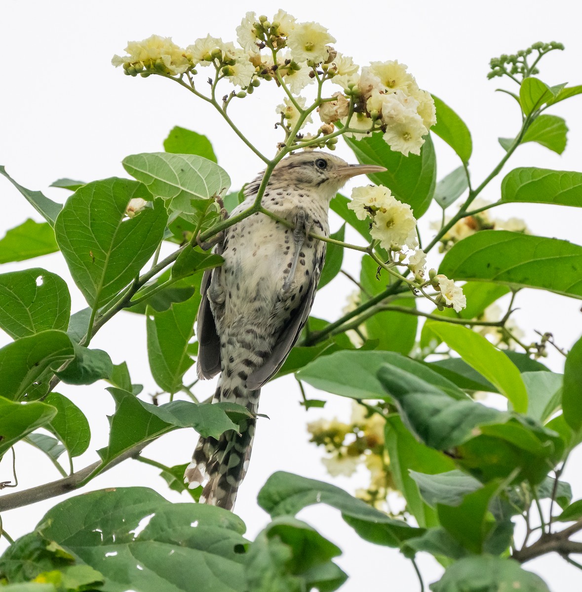 střízlík venezuelský - ML646041357