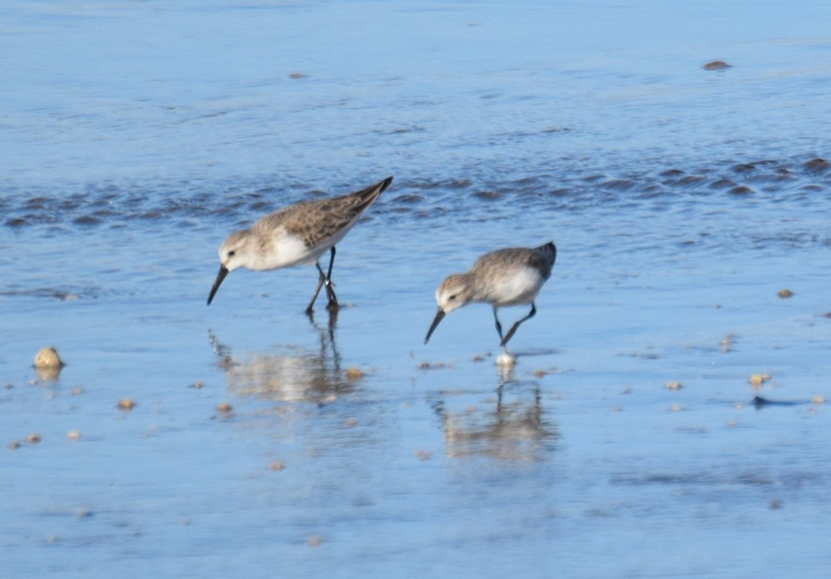 Western Sandpiper - ML646041362