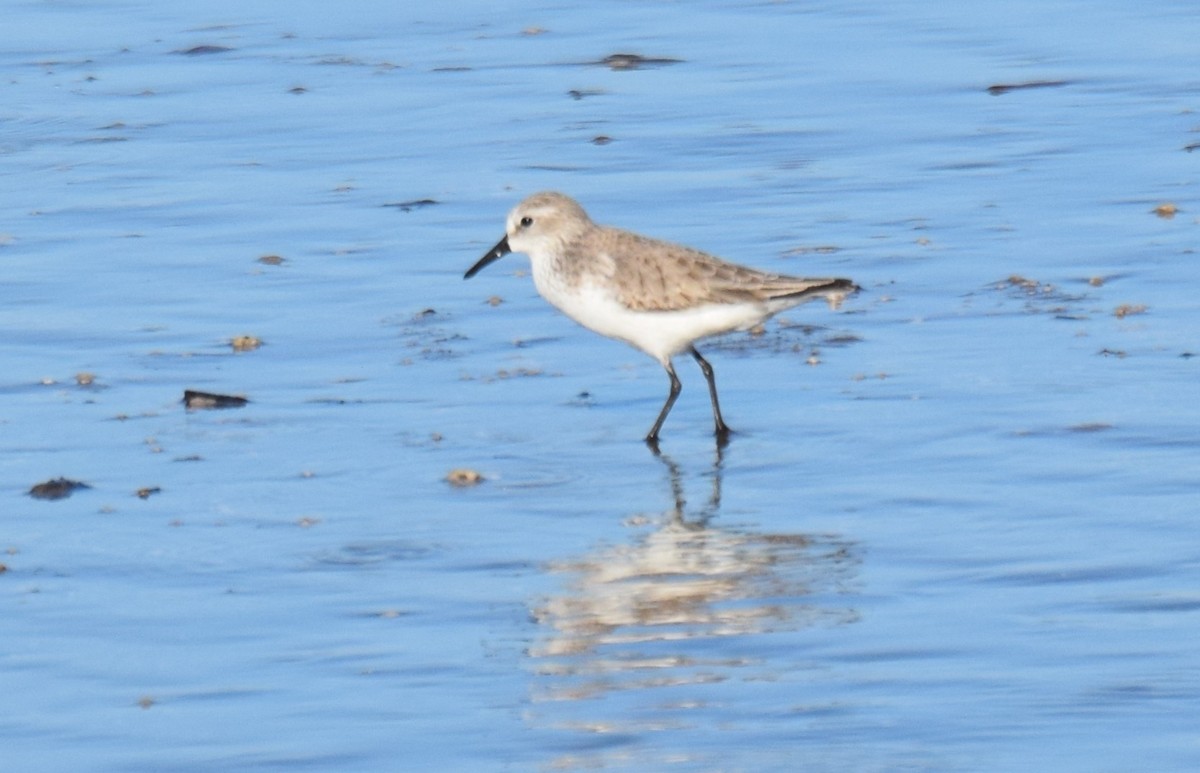 Western Sandpiper - ML646041363