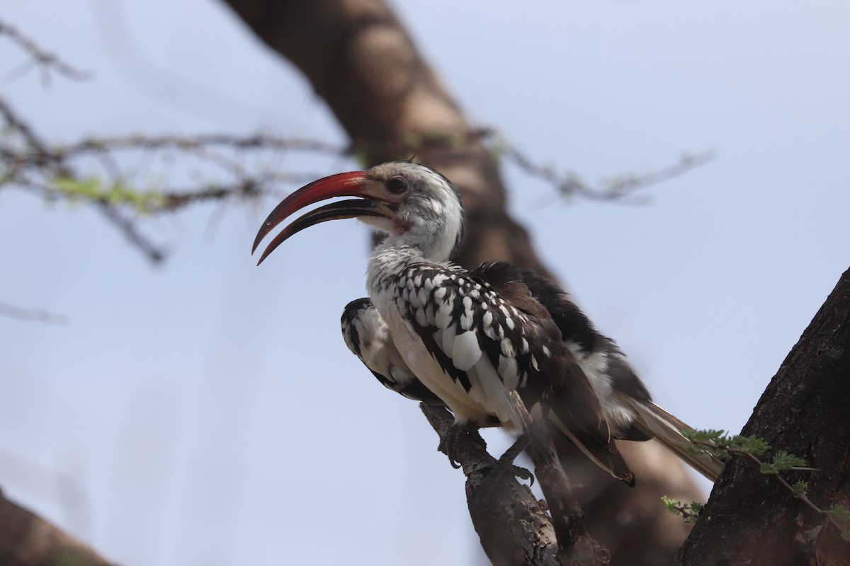 Northern Red-billed Hornbill - ML646041365