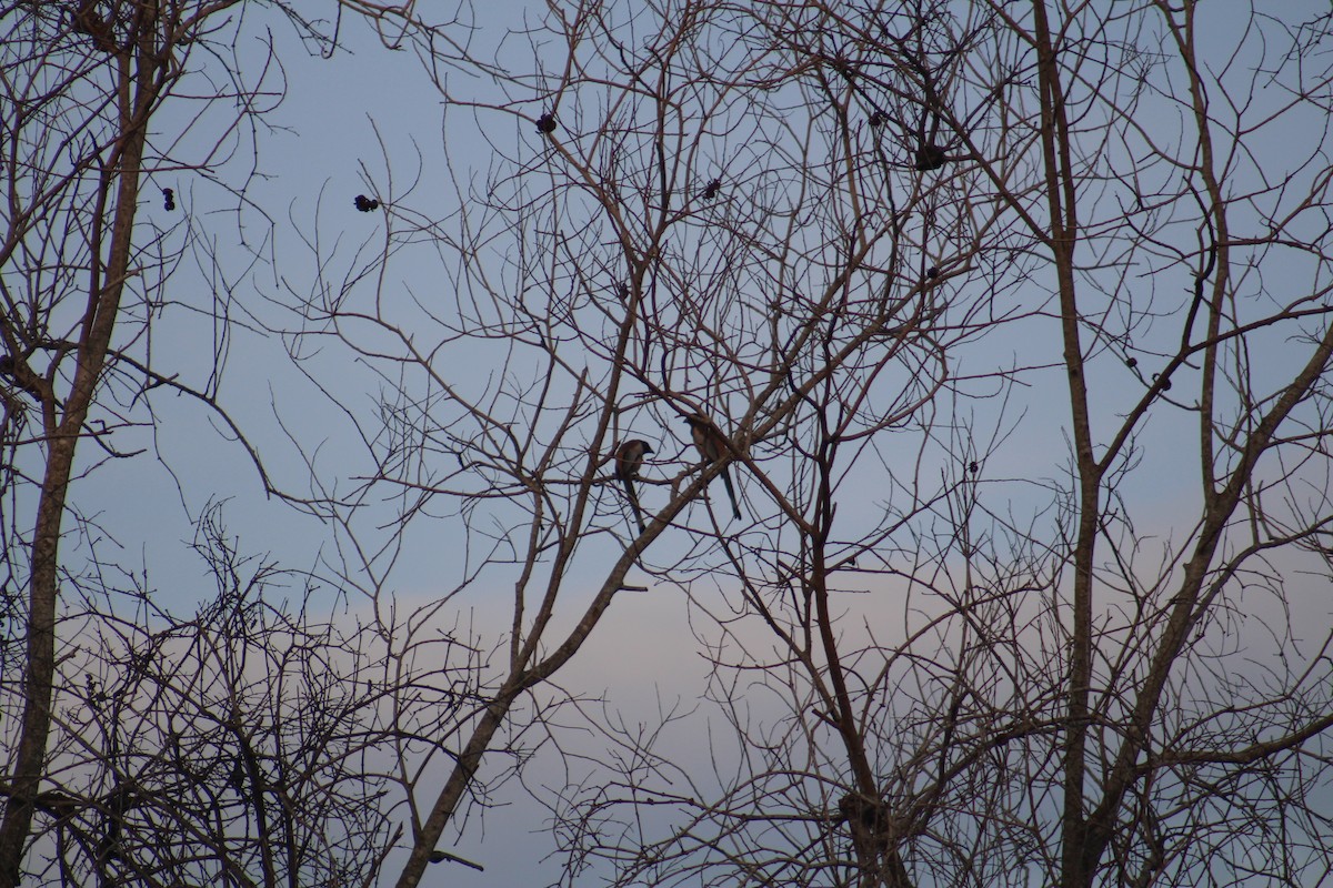 Вагабунда світлокрила - ML646041368