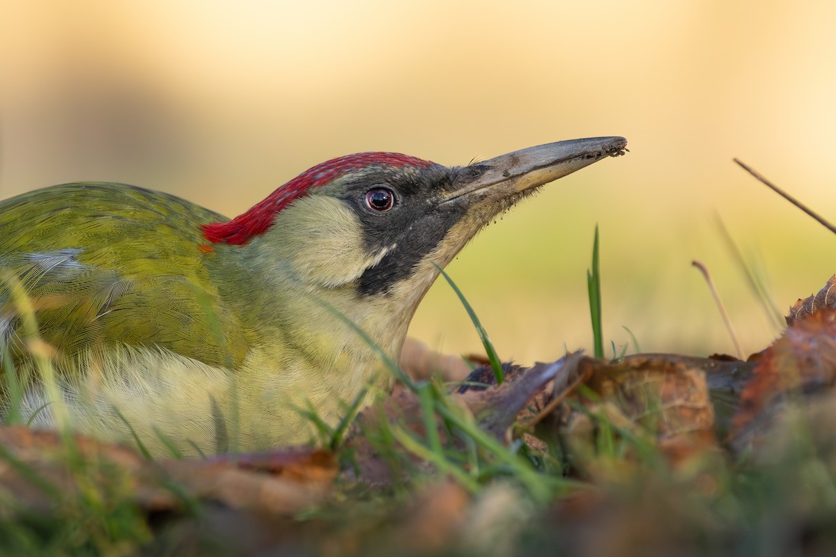 Жовна зелена - ML646041372