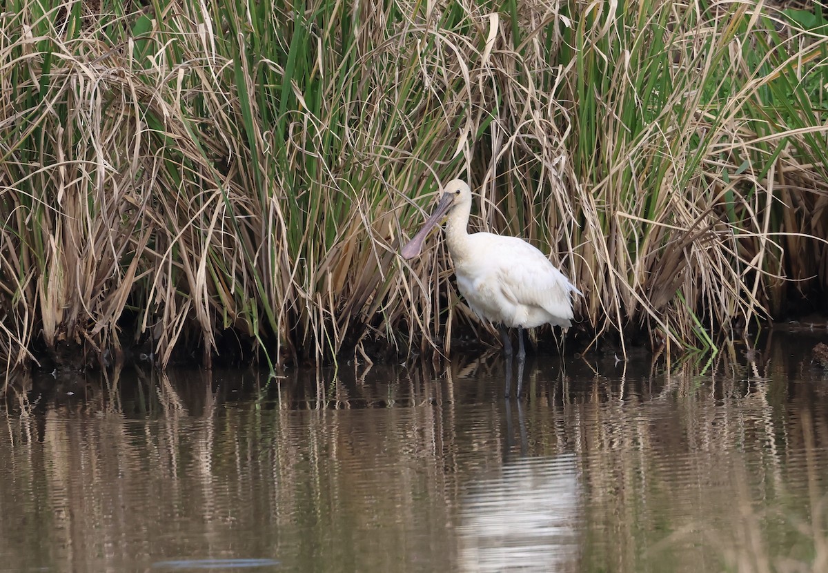 Косар білий - ML646041382