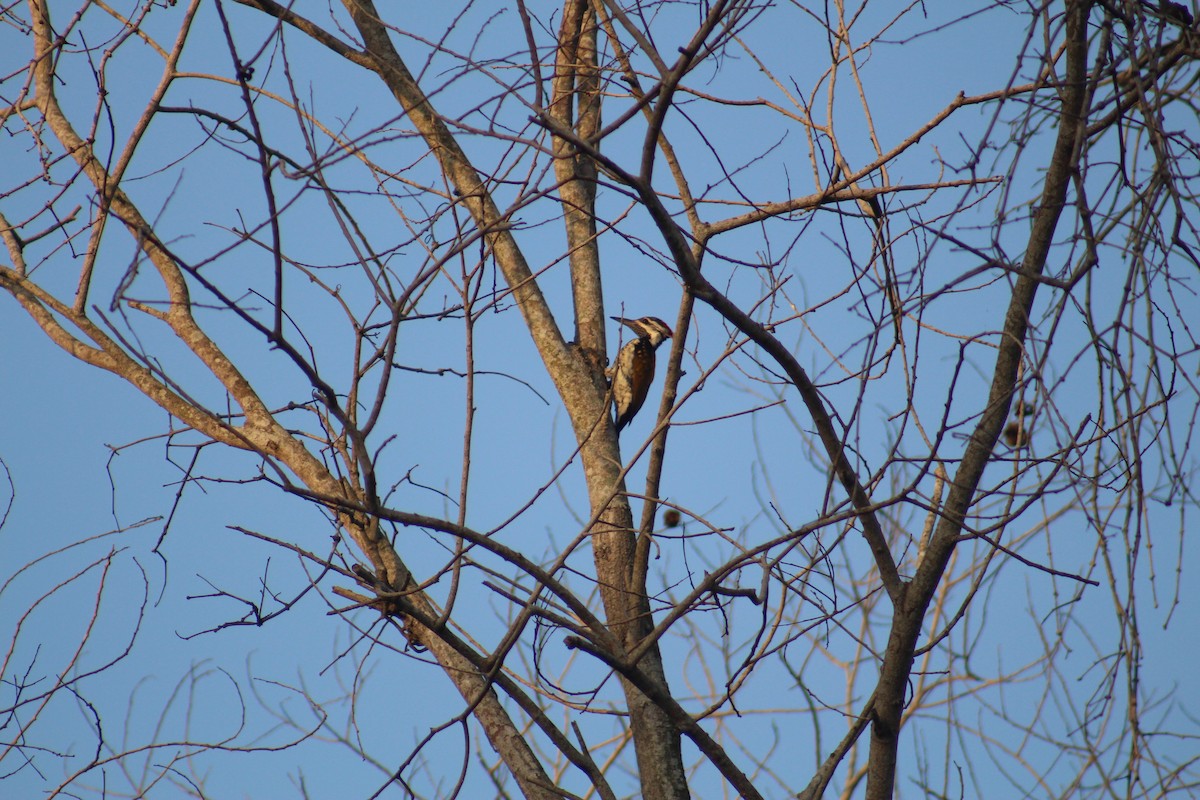 Дзьобак чорногузий - ML646041383