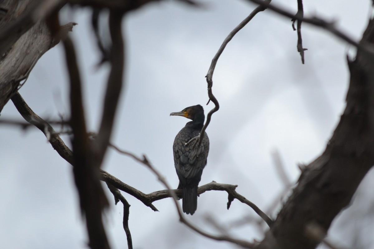 Баклан великий - ML646041384