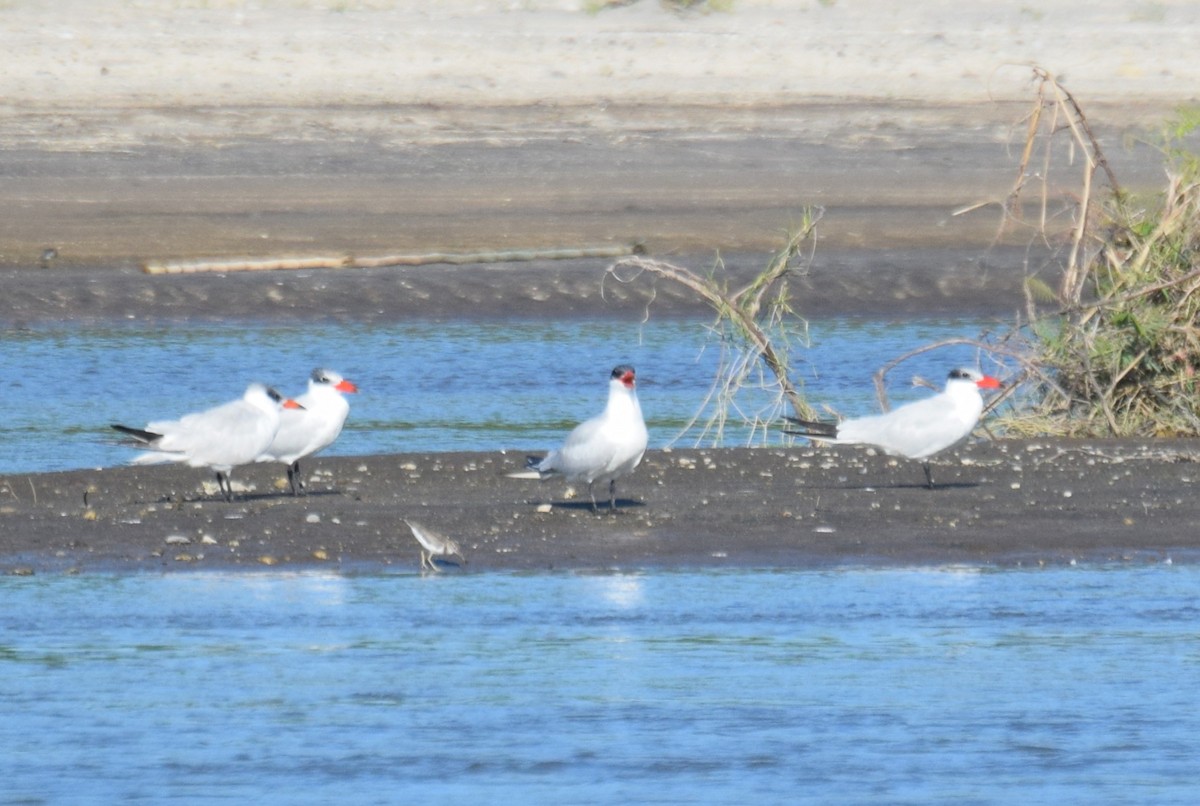 Крячок каспійський - ML646041386