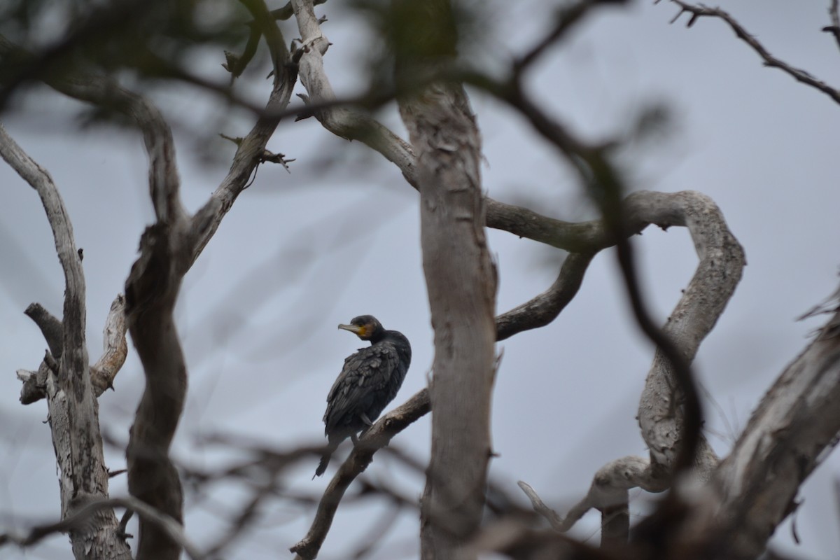 Баклан великий - ML646041387