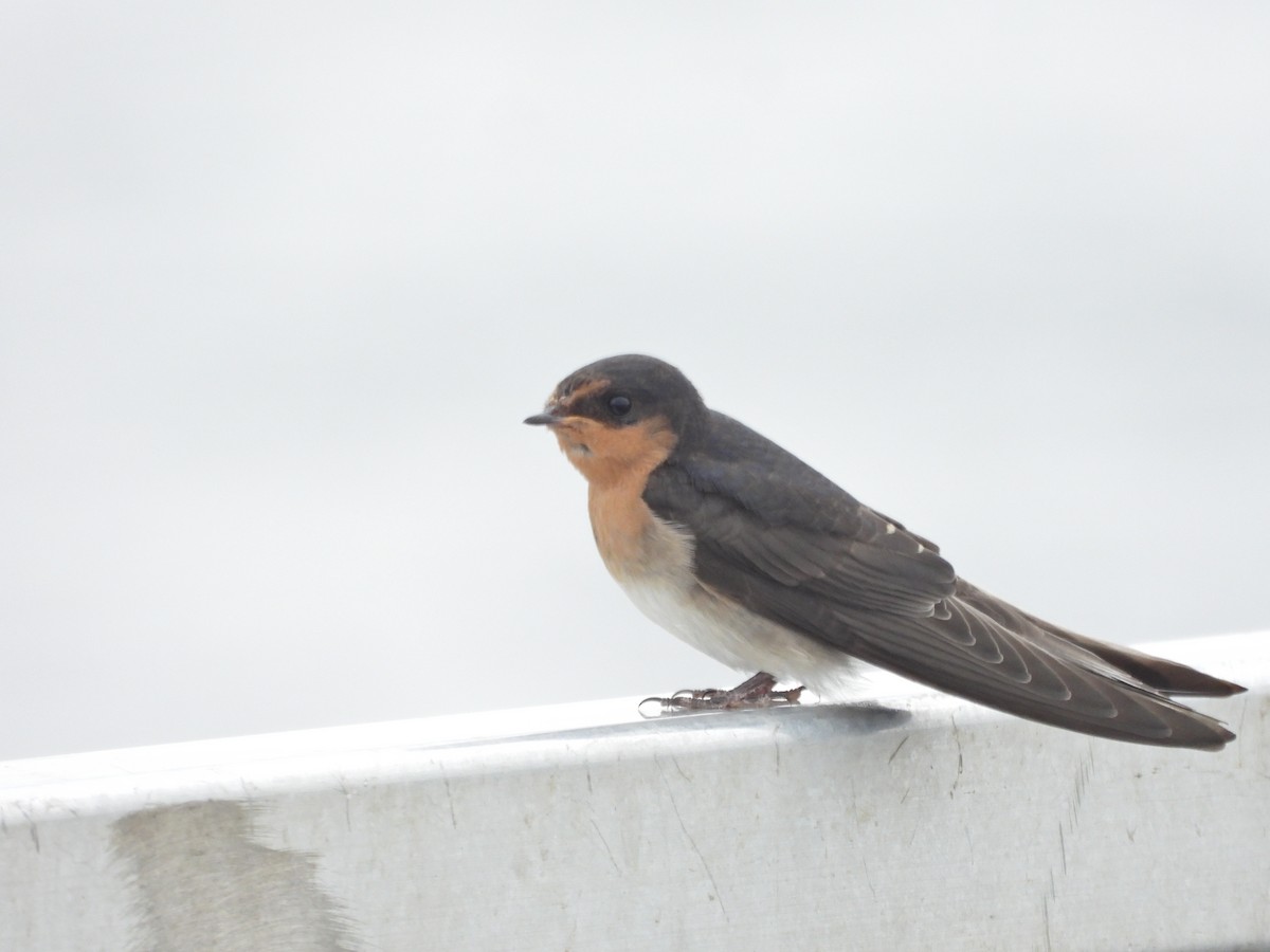 Ластівка австралійська - ML646041388