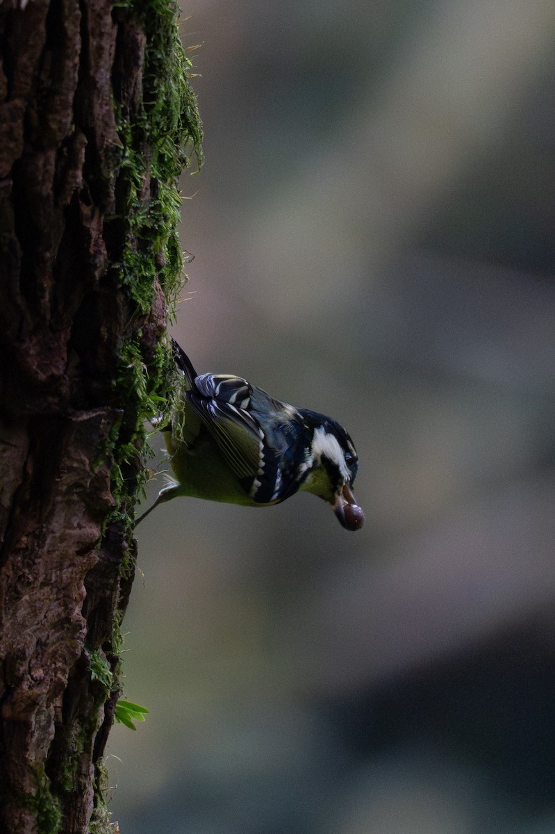 Синиця жовточерева - ML646041389