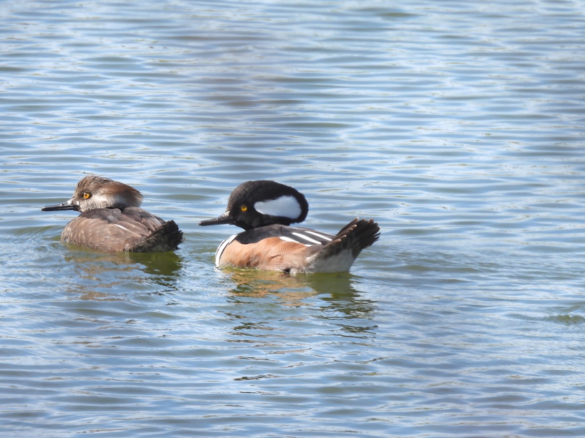 Крех жовтоокий - ML646041394