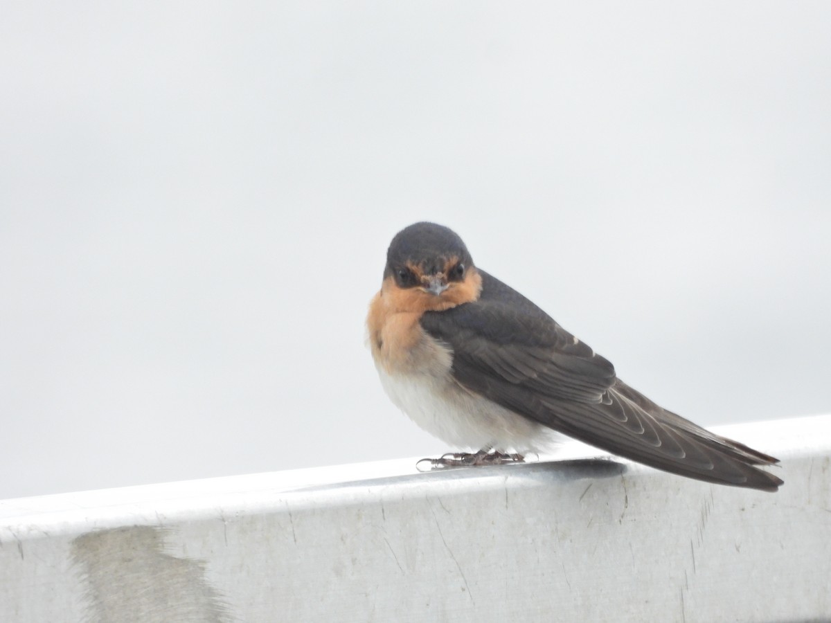 Ластівка австралійська - ML646041397