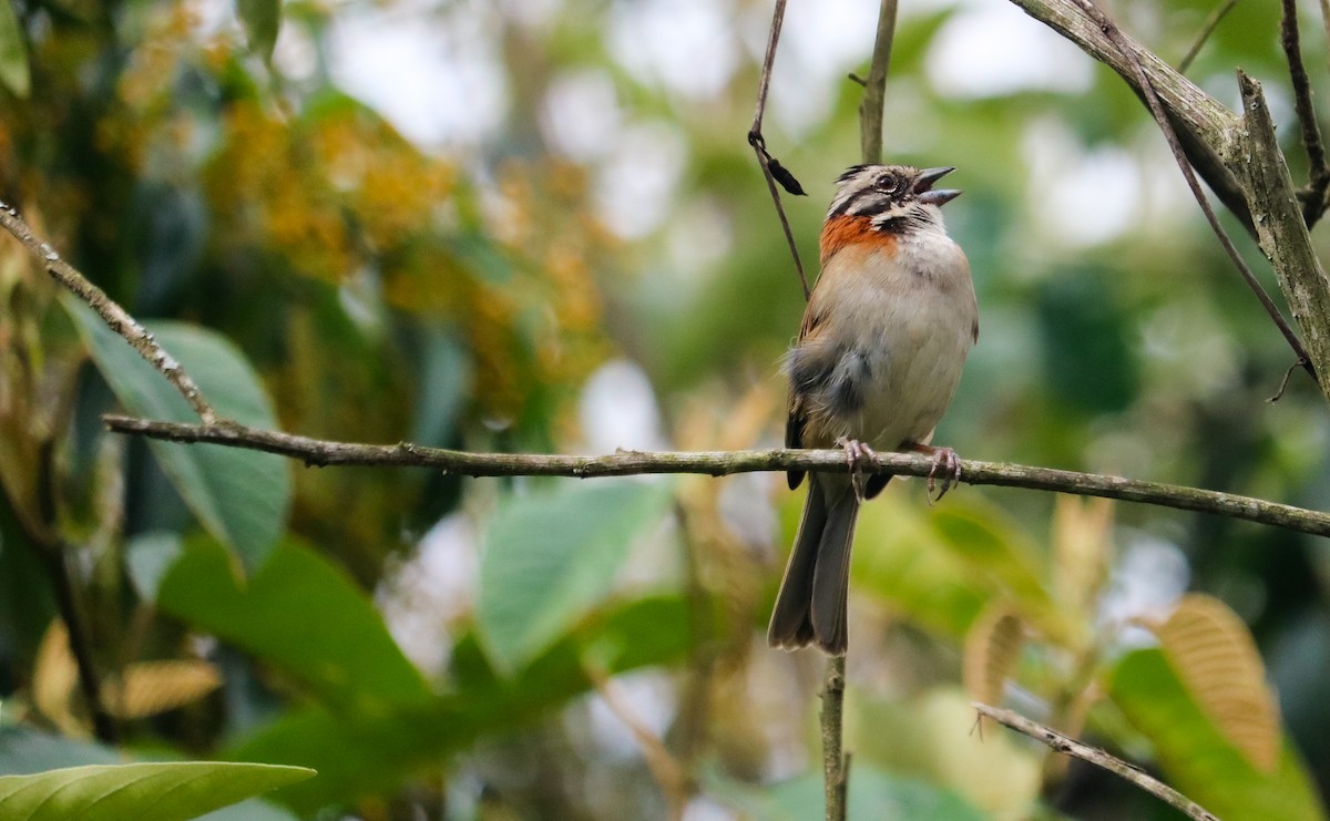 Бруант рудошиїй - ML646041398