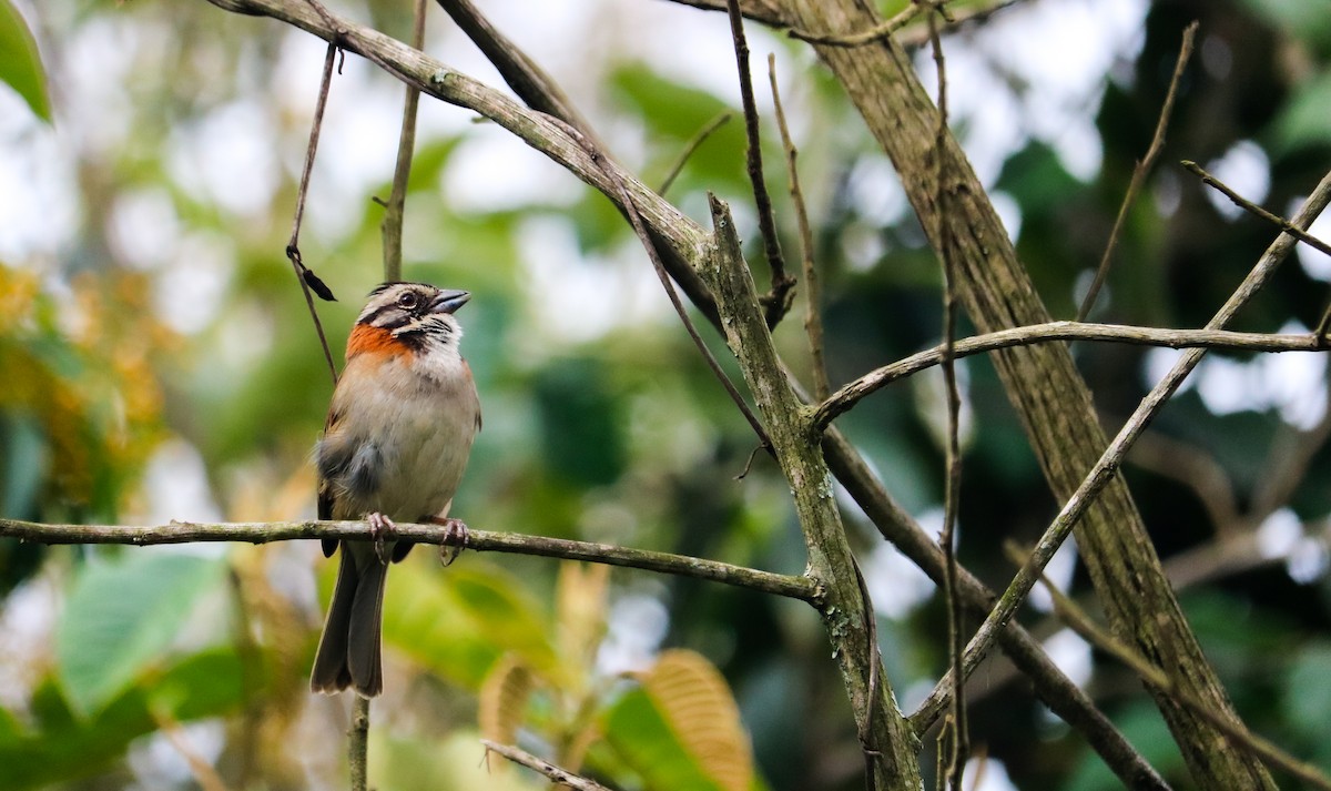 Бруант рудошиїй - ML646041399