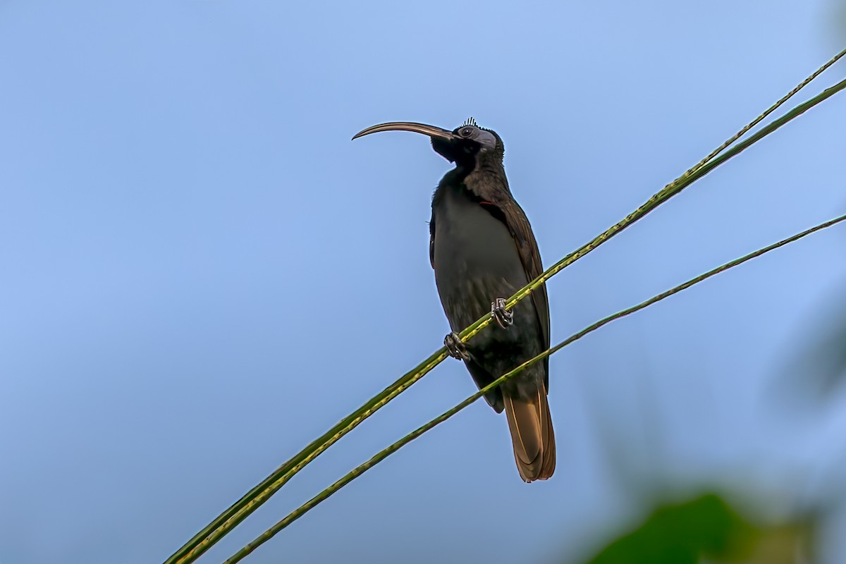 Дивоптах-серподзьоб західний - ML646041400