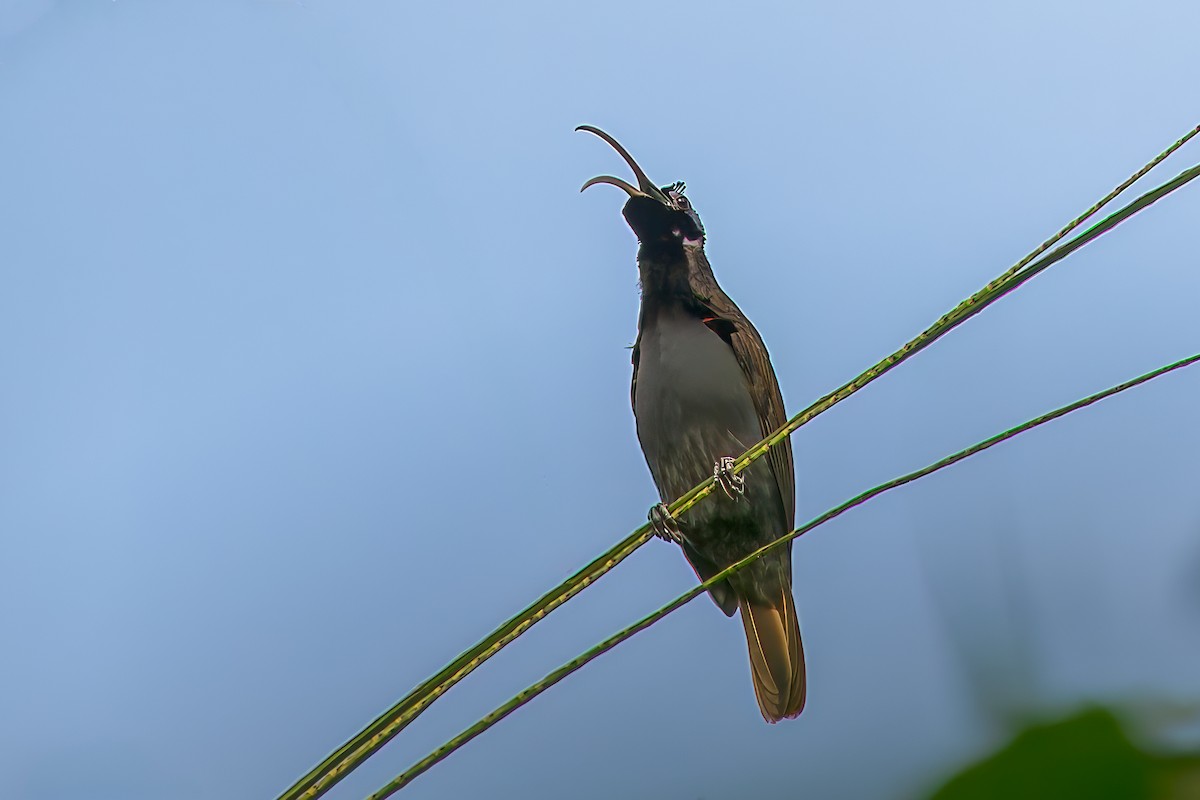Дивоптах-серподзьоб західний - ML646041401