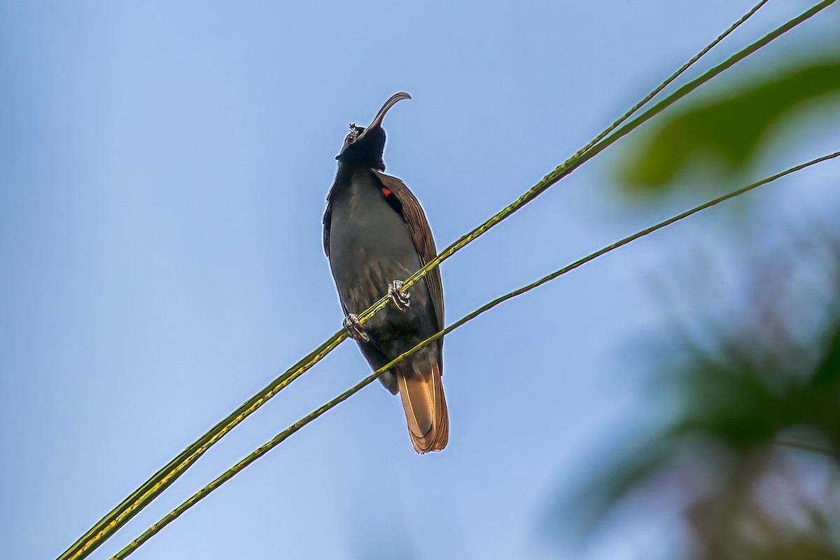Дивоптах-серподзьоб західний - ML646041402