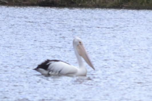 Пелікан австралійський - ML646041404