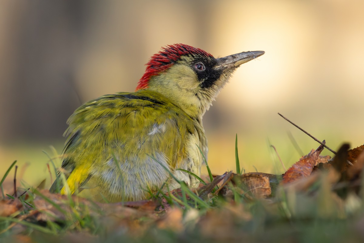 Жовна зелена - ML646041405