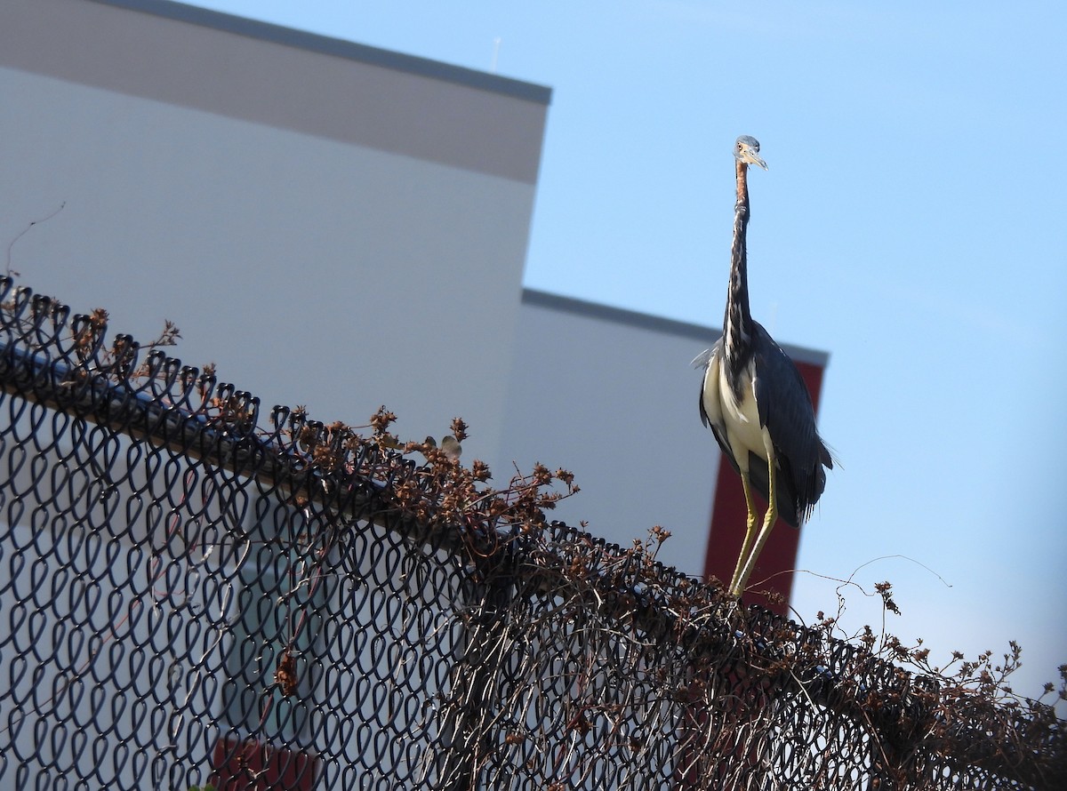 Чепура трибарвна - ML646041407