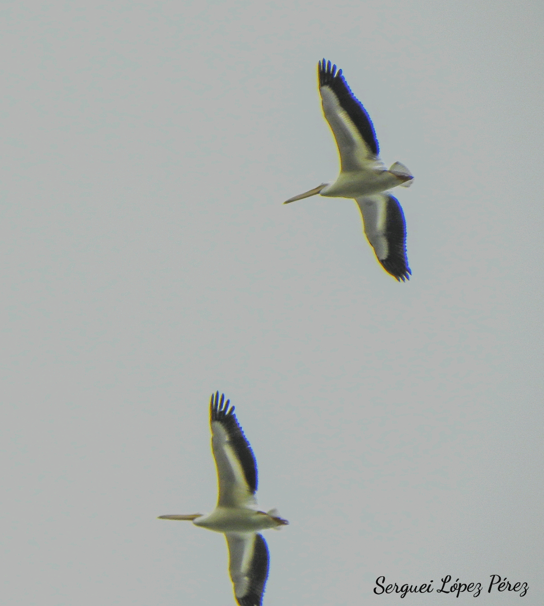 Пелікан рогодзьобий - ML646041408