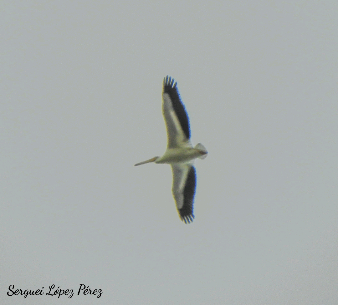 Пелікан рогодзьобий - ML646041409